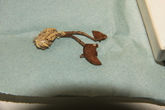 Psilocybe subaeruginascens