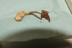 Psilocybe subaeruginascens