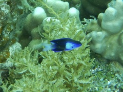 Easter Damselfish photo 2