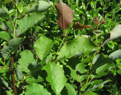 Salix pyrolifolia