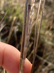 Elionurus tripsacoides