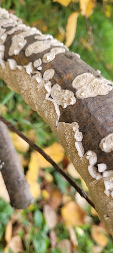 Milk-white Toothed Polypore