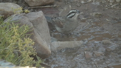 Emberiza capensis cinnamomea