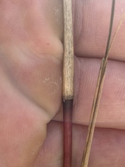 Elionurus tripsacoides