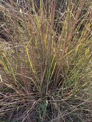 Elionurus tripsacoides