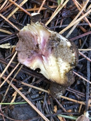 Chroogomphus albipes