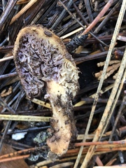 Chroogomphus albipes