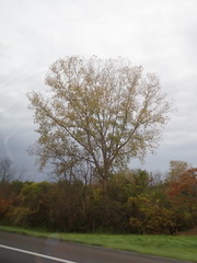 Populus deltoides deltoides
