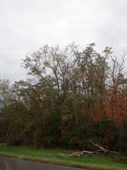 Populus deltoides deltoides