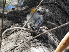 Melanerpes aurifrons