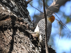 Melanerpes aurifrons