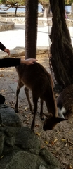 Cervus nippon