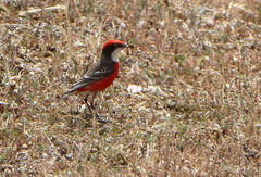 Epthianura tricolor