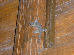 Geckolepis maculata