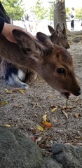 Cervus nippon