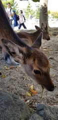 Cervus nippon