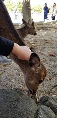Cervus nippon