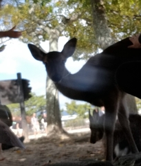 Cervus nippon
