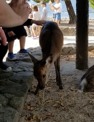 Cervus nippon