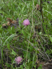 Cheirolophus sempervirens