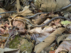 Zonosaurus laticaudatus