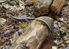 Zonosaurus laticaudatus