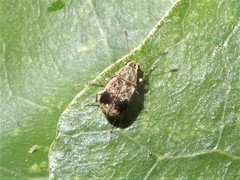 Cacephatus huttoni