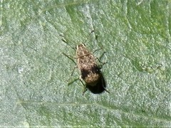 Cacephatus huttoni