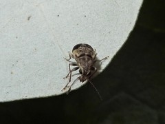 Cacephatus huttoni