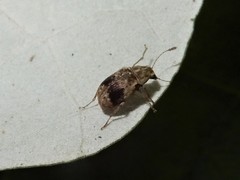 Cacephatus huttoni