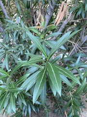 Nerium oleander