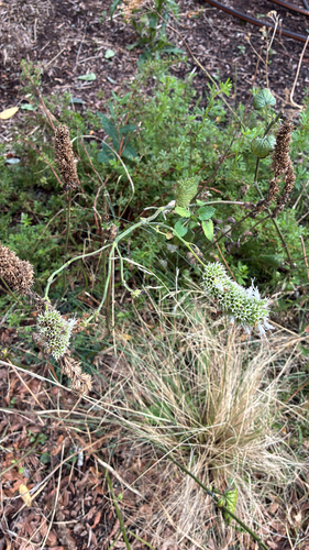 Catnip plant photo (Nepeta cataria)