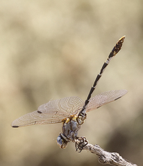 Progomphus borealis