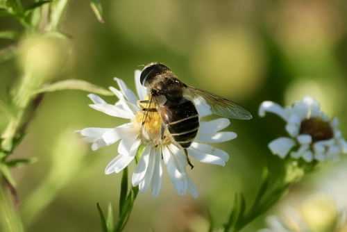 Unknown species found near Long Island, New York, NY, US