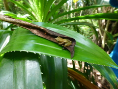 Guibemantis