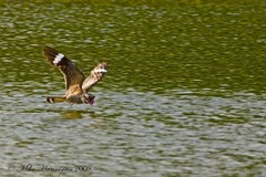 Lesser Nighthawk photo 5