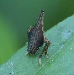 Rhynchomitra microrhina