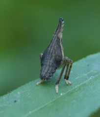 Rhynchomitra microrhina