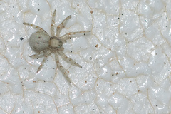 Pulchellodromus pulchellus