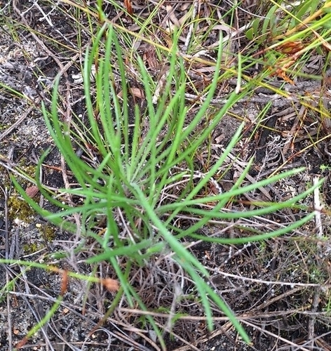 Gazania ciliaris, photograph 3