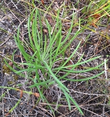(c) Adele SL, some rights reserved (CC BY) Gazania ciliaris, photograph (c) Adele SL, some rights reserved (CC BY)