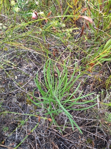 Gazania ciliaris, photograph 4