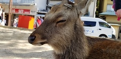 Cervus nippon