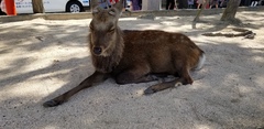 Cervus nippon