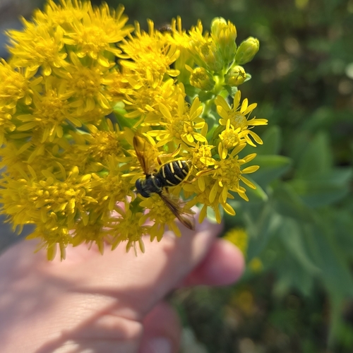 Unknown species found near Woodland, Duluth, MN, USA