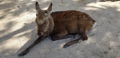 Cervus nippon