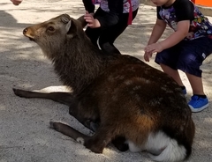 Cervus nippon
