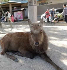 Cervus nippon