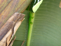 Phelsuma grandis