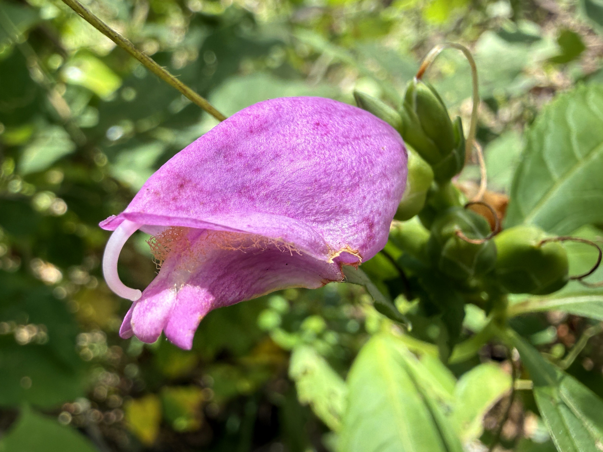 Red Turtlehead (Chelone obliqua)